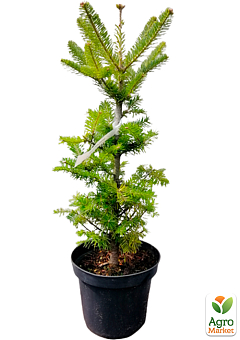 Ялиця Бальзамічна 3-х річна (Abies balsamea) висота 30-40 см8