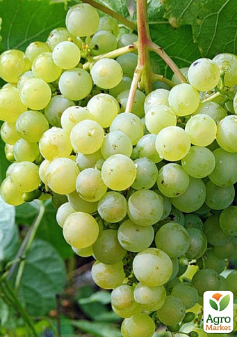 Виноград "Соверен Тіара" (винний ранній сорт) - фото 2