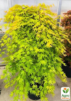 LMTD Клен на штамбі 3-х річний пальмолистий "Cascade Emerald" (80-100см)32