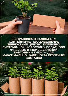 LMTD Голубика "Reka" (сортовая, укорененная) высота 50-70см10