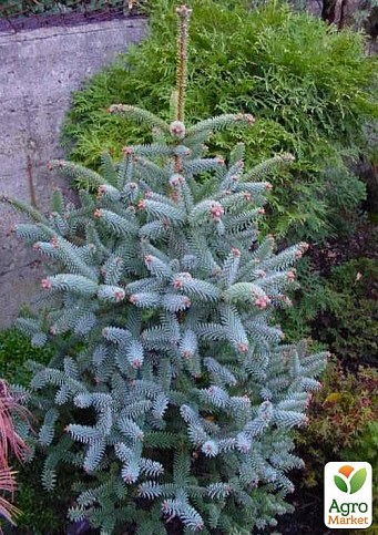 Пихта Калифорнийская Голубая (Abies concolor glauca) горшок P9 - фото 3