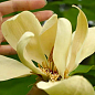 Магнолія трипилюсткова "Magnolia Tripetala"