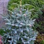 Пихта Калифорнийская Голубая (Abies concolor glauca) горшок P9 цена