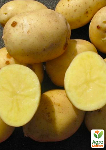 Картопля "Арізона" насіннєва рання (1 репродукція) 1кг