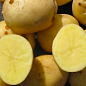 Картопля "Арізона" насіннєва рання (1 репродукція) 1кг