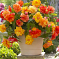 Бегонія махрова "Non Stop Gold Orange"