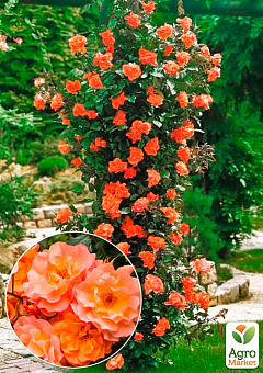 Роза плетистая "Вестерленд" (Westerland) (саженец класса АА+) высший сорт2