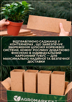 LMTD Гардения на штамбі з бутонами 3-х річна "The first love" (65-80см)28