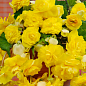 Бегония ампельная "Каскад желтая" 1шт 