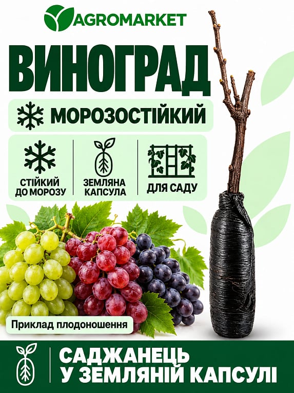Виноград "Преображення" (ранній термін дозрівання)
