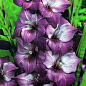 Гладіолус "Hidden Treasure" 3шт