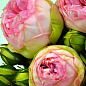 Троянда кущова "Брайдан Піано" (BRIDAL PIANO) (саджанець класу АА +) вищий сорт купить
