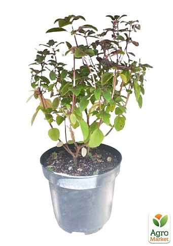 Базилик кустовой "Magic Blue" (кадочное растение, высокодекоративный куст) - фото 2