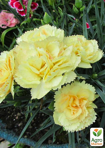 Гвоздика Махрова "Sunflor Citroen" (контейнер Ø12)