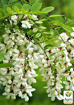 Акация "Робиния белая" 7