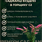 Буддлея Давида 2х летняя "Pink Delight" С2
