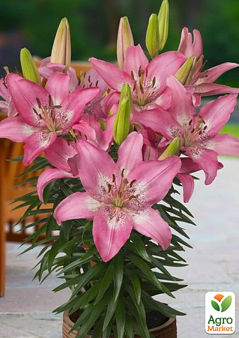 Лілія Горщикова "Trendy Nicosia"