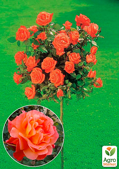 Троянда штамбова "Вестерленд" (Westerland) (саджанець класу АА +) вищий сорт2
