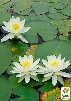 Нимфея "Marliacea Albida"27