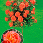 Роза штамбовая "Вестерленд" (Westerland) (саженец класса АА+) высший сорт 