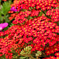 Тысячелистник красный "Flowerburst Red Shades" вазон С2