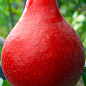 Груша "Старкримсон" (літній сорт, ранній термін дозрівання)
