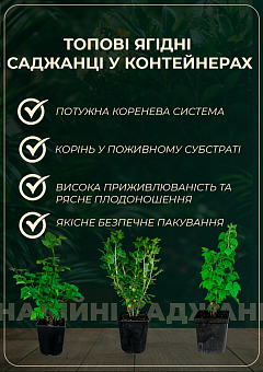 Крыжовник "Родник" укорененный в контейнере (ранний срок созревания)4