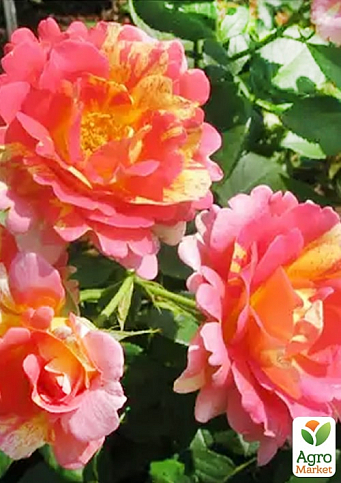 Ексклюзив! Троянда паркова "Сільвія" (Silvia) (саджанець класу АА+) вищий сорт