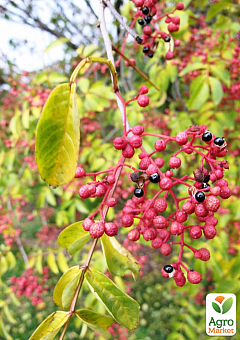 Сичуанський перець «Zanthoxylum» (перцеве дерево) висота 10см1