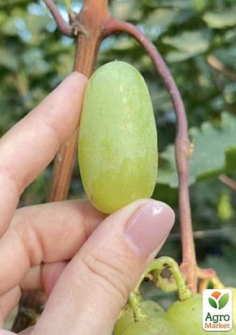 Виноград "Алінка" (надранній, двостатевий, великий виноград із солодкою, хрусткою, тонкошкірою ягодою) - фото 6