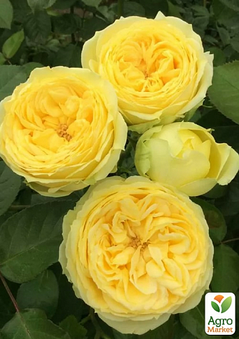 Ексклюзив! Троянда піоноподібна "Первобутня" (Primavera) (саджанець класу АА+) вищий сорт