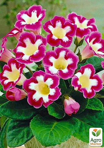 Глоксинія "Blanche de Meru" 1шт в упаковці - фото 4