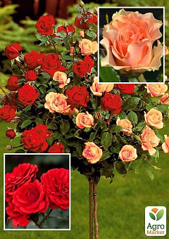 Троянда штамбова двоколірна "Изис + Кордула" (Саженц вищий сорт)1