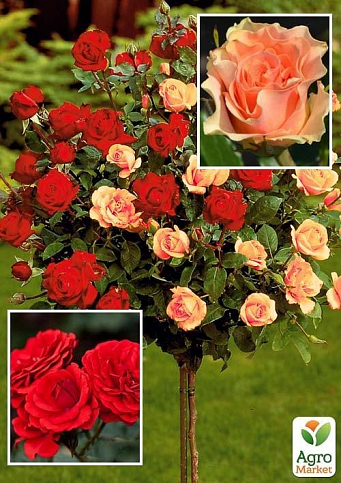 Троянда штамбова двоколірна "Изис + Кордула" (Саженц вищий сорт)