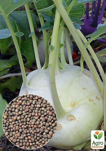 На развес Капуста кольраби "Белый деликатес" ТМ "Весна" цена за 2г