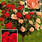 Троянда штамбова двоколірна "Изис + Кордула" (Саженц вищий сорт)