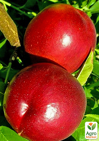 Нектарин "Нектаред" (лысый персик, средний срок созревания)