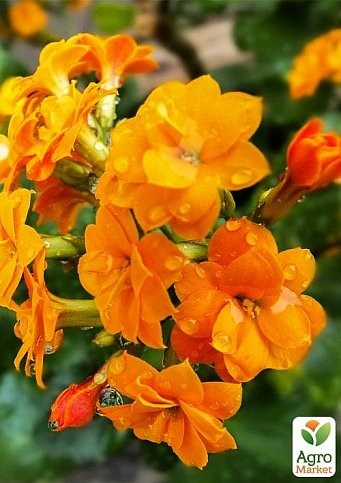 Каланхоэ Блоссфельда "Orange" (Kalanchoe Blossfeldiana) (Нидерланды) - фото 3