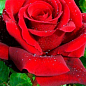 Роза чайно-гібридна "Роял Вільям" (саджанець класу АА +) вищий сорт