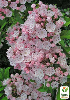 Кальмия latifolia "Elf"10