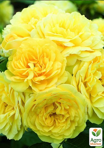 Троянда в контейнері чайно-гібридна "Yellow Meilove" (садник класу АА+) - фото 3