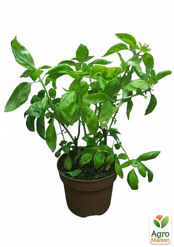 Базилик зеленый "Фоглия ди Латуга" (кадочное растение, высокодекоративный куст) - фото 2