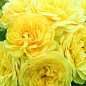 Троянда в контейнері чайно-гібридна "Yellow Meilove" (садник класу АА+) цена