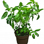 Базилик зеленый "Фоглия ди Латуга" (кадочное растение, высокодекоративный куст) купить