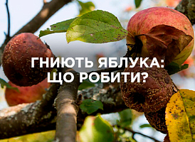 Чому яблука гниють на дереві та як врятувати урожай | Agro-market