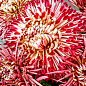 Хризантема корейская "Звездная принцесса" (укорененный черенок высота 5-10 см)