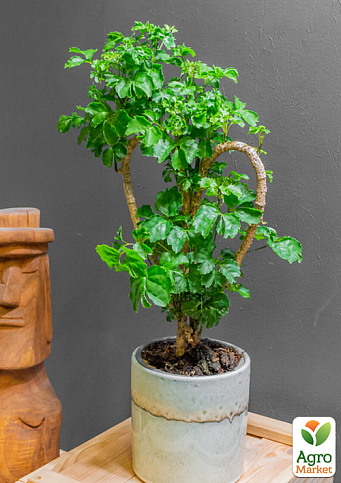 Бонсай "Polyscias Heart" высота 30-40см - фото 6