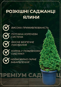 Ель сербская "Karel" (ком/сетка) диаметр 35-40см30