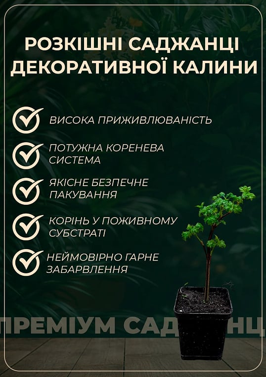 Метросидерос "Variegata" высота 50-60см  - фото 2