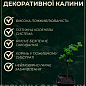 Метросидерос "Variegata" высота 50-60см  купить